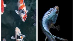 horoscop 4 august 2022