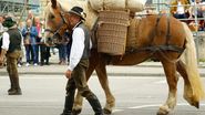 Top 20 de expresii românești amuzante. Puțini știu ce înseamnă „a vinde pielea ursului din pădure”