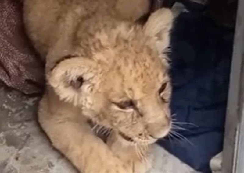pui de leu, garda de mediu, trafic de animale