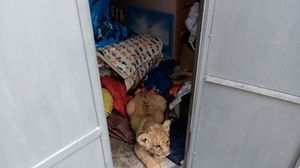 pui de leu, garda de mediu, trafic de animale