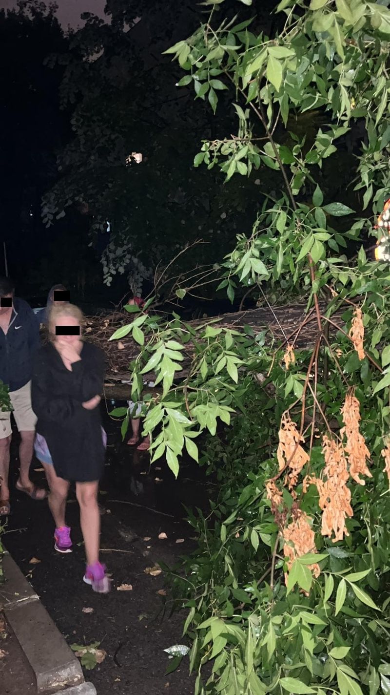 Copaci doborâți de vânt București