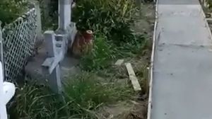 preot, cimitir, pietonala, scandal, vrancea, mircestii noi