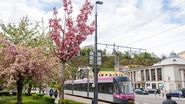 Orașul din România unde poți merge gratis cu autobuzul și tramvaiul. Iată care sunt condițiile de care să ții cont