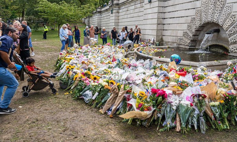 floarea soarelui regina angliei