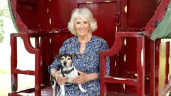 Camilla Parker Bowles biografie: vârstă, unde s-a născut, viața personală. De ce a fost “cea mai detastată” persoană din Marea Britanie