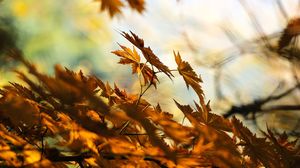 Ce reprezintă, de fapt, toamna astronomică