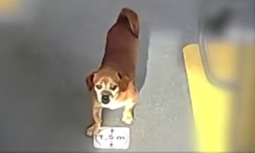 biki, caine, iasi, autobuze, calatori, poveste inedita