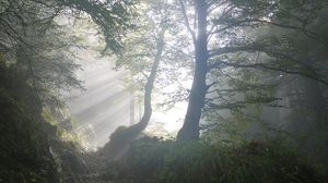 Moarte suspectă în județul Sibiu! Un adolescent de 15 ani a murit într-o pădure, după ce ar fi căzut dintr-un copac. Oamenii legii au o altă teorie