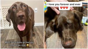 labrador, caine, cancer la caini, moment emotionant, tiktok