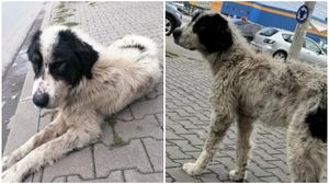 Câinele Nero a dispărut într-o zi, iar de atunci stăpânii săi l-au căutat necontenit.  nero, caine piedrut, veterinar, stapani