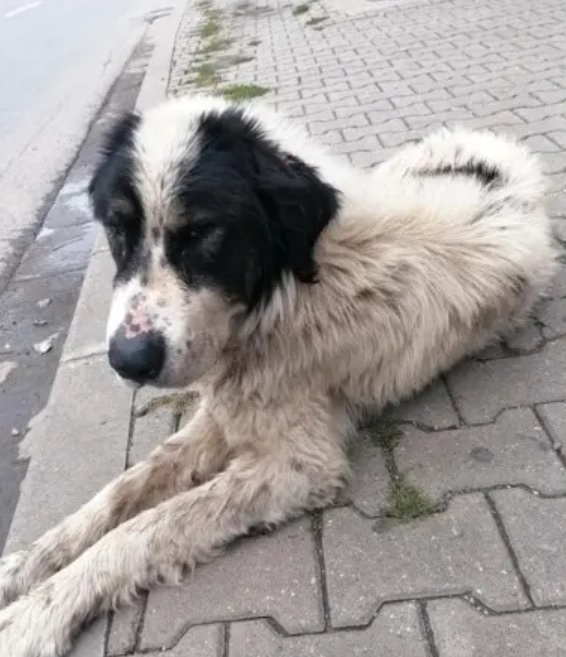 nero, caine piedrut, veterinar, stapani