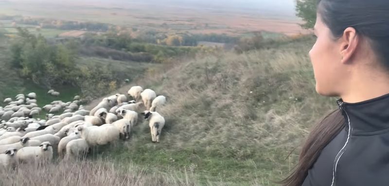 geta sterp, geta sterp oi, geta sterp acasa