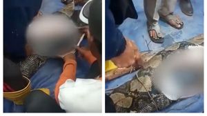 O femeie a fost înghițită de vie de un șarpe gigantic! Trupul victimei a fost descoperit aproape intact în stomacul reptilei: „Toți au fost uimiți”