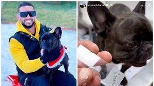 Cheluțu, pe mana medicilor veterinari