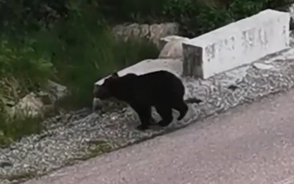 urs, predeal, copii, loc de joaca, animale