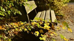 oradea, parc, bihor, deces, parcul 1 decembrie oradea