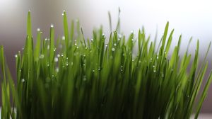 Sfântul Andrei 2022. Când se pune grâul la încolțit?