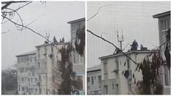 Au urcat porcul pe acoperiș, l-au tăiat și l-au pârlit. Isprava bărbaților din Baia Mare i-a lăsat muți de uimire pe vecinii lor