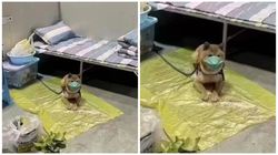 Și patrupedele sunt afectate de COVID! Un câine a fost carantinat în China și trebuie să poarte mască de protecție
