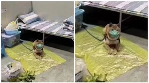 Un cățeluș trebuie să își petreacă următoarele zile în carantină.  covid 19, pandemie, wuhan, china, carantina, caine cu masca