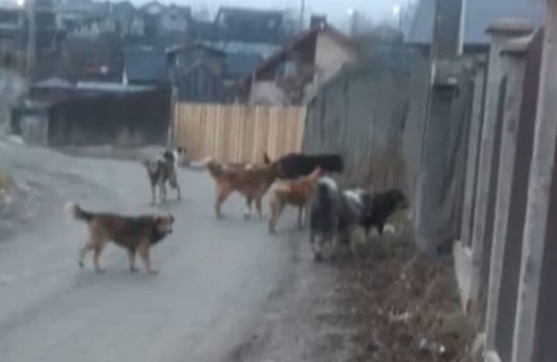 tragedie, iasi, haita de caini, batrana ucisa, caini agresivi