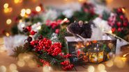 Horoscop chinezesc WEEKEND 23-25 decembrie 2022