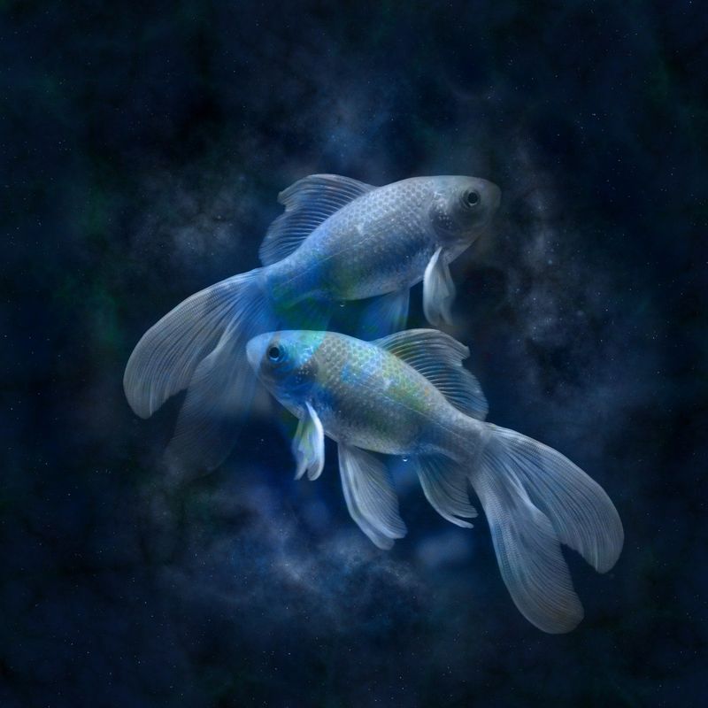 horoscop zodia vedeta