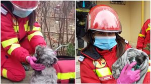 catel salvat, rio, constanta, igsu, incendiu, catel intoxicat cu fum