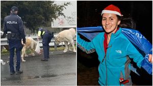 politisti, caini fara stapan, ana oros, caini maidanezi, bucuresti