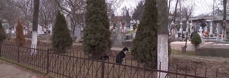 Haită de câini, în fața capelei unde este depus trupul neînsuflețit al Anei Oroș