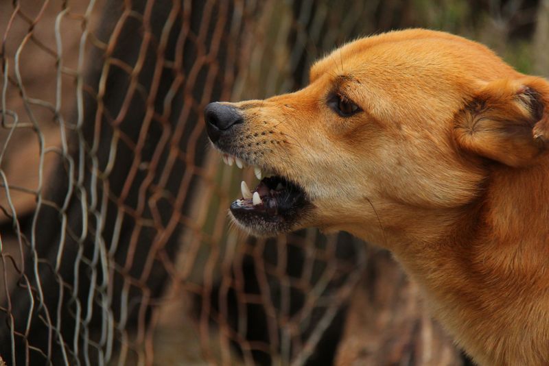 olt, caini baturi, poliktia animalelor, dosar penal