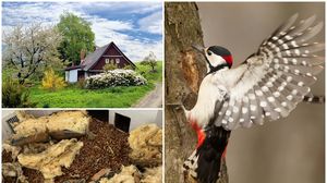 casă, familie, ciocănitoare, ghinde, pereți