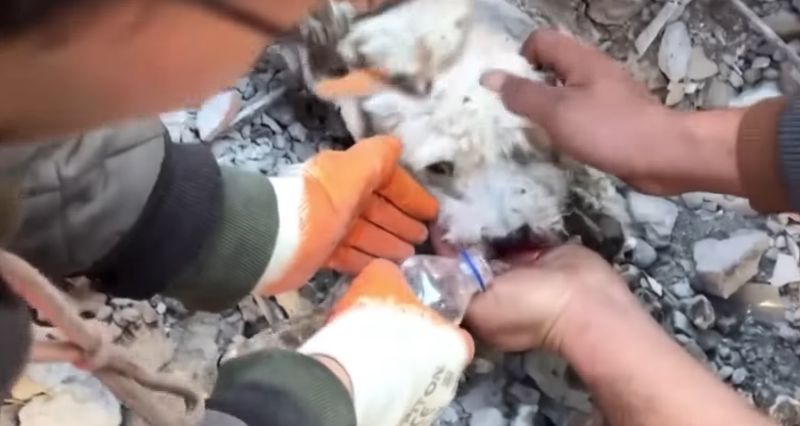 Cățel salvat de sub dărâmături Turcia