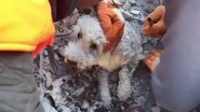 Cățel salvat de sub dărâmături Turcia