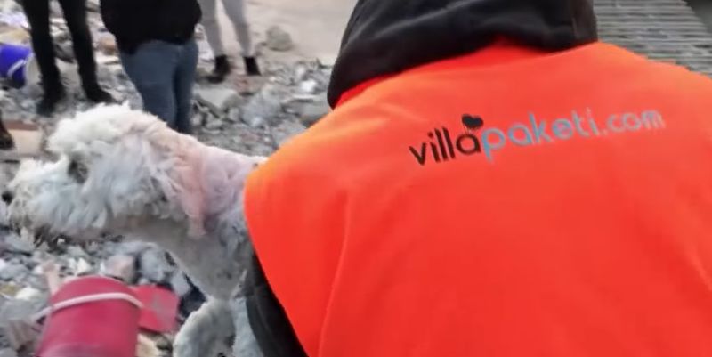 Cățel salvat de sub dărâmături Turcia