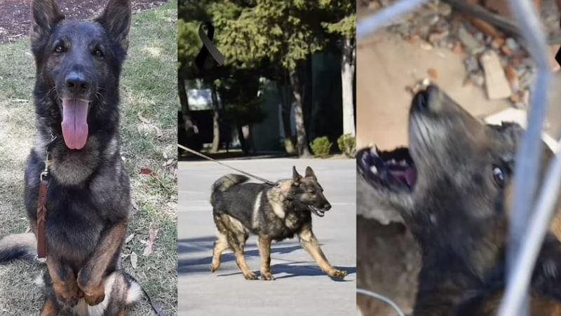 Câine salvator mort Turcia Proteo