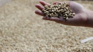 Black Ivory ajunge la prețul de 1500 de dolari și este cea mai scumpă cafea din lume  cea mai scumpa cafea din lume