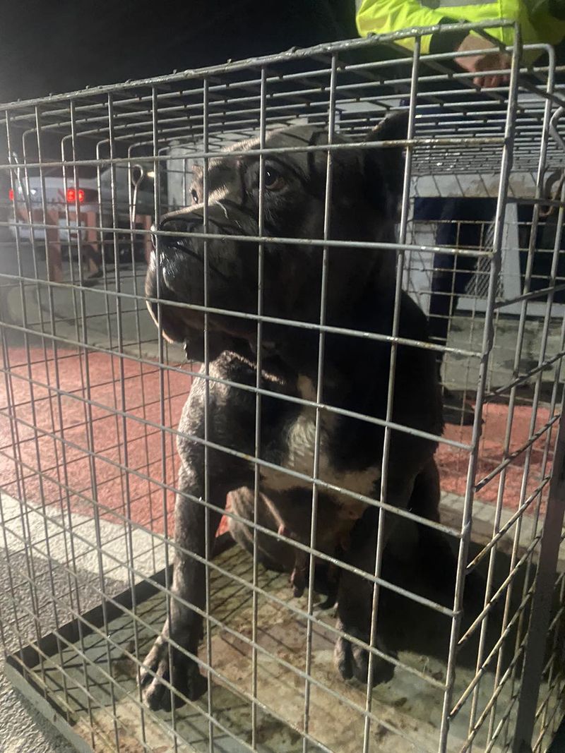 Un nou atac al c&acirc;inilor Lacul Morii