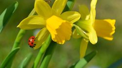 Flori de Ziua Femeii 2023, în funcție de zodie. Vezi ce flori li se potrivesc nativelor din zodia Leu, Capricorn sau Săgetător