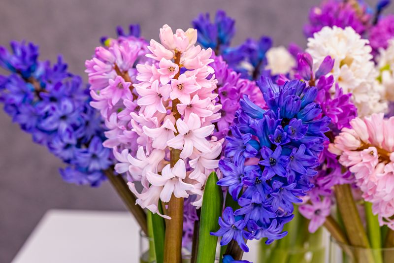 Ce flori se oferă de 8 martie Ce flori se oferă de 8 martie