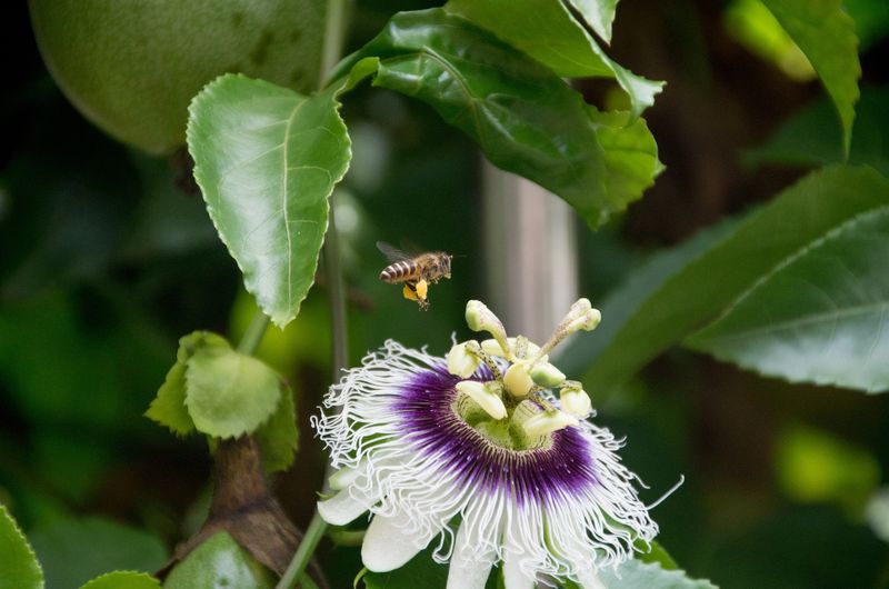 semnificatie echinoctiul de primavara