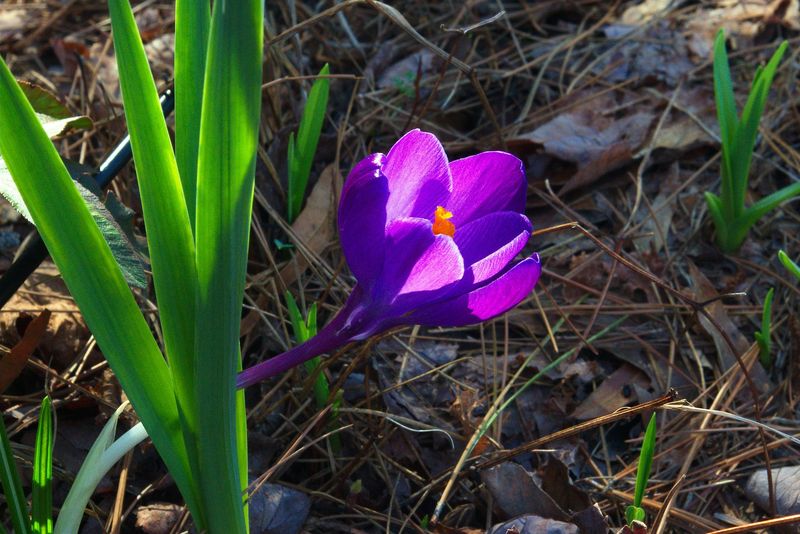 traditii echinoctiul de primavara