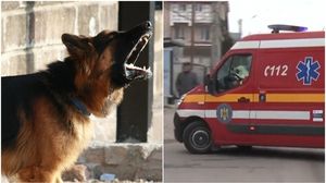 bucuresti, tragedie, caine agresiv, copil muscat