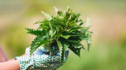 Rețetă mâncare de urzici. Vezi cum se prepară cea mai gustoasă mâncare de primăvară