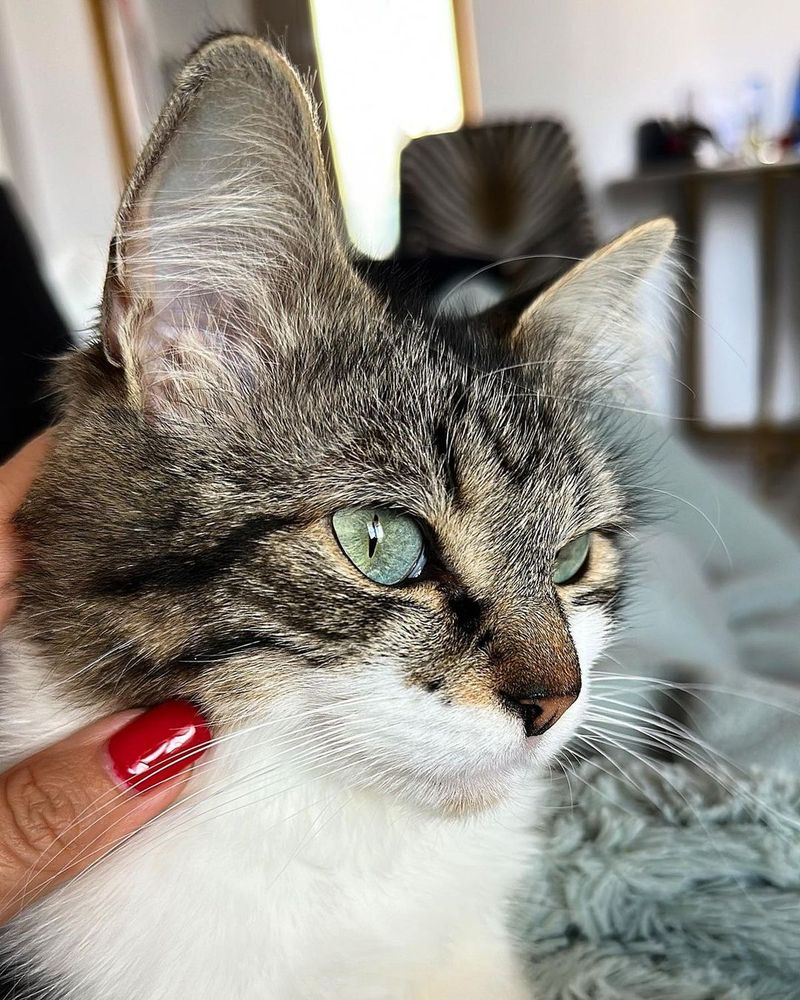 pisica simonei trasca