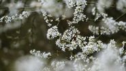 Cum va fi vremea de Florii 2023. Prognoza meteo pentru 9 aprilie