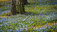 Cum va fi vremea de Florii 2023. Prognoza meteo pentru 9 aprilie