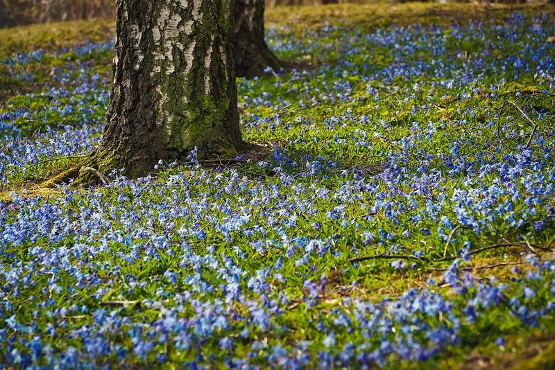 Cum va fi vremea de Florii 2023. Prognoza meteo pentru 9 aprilie