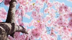 Cum va fi vremea de Florii 2023. Prognoza meteo pentru 9 aprilie