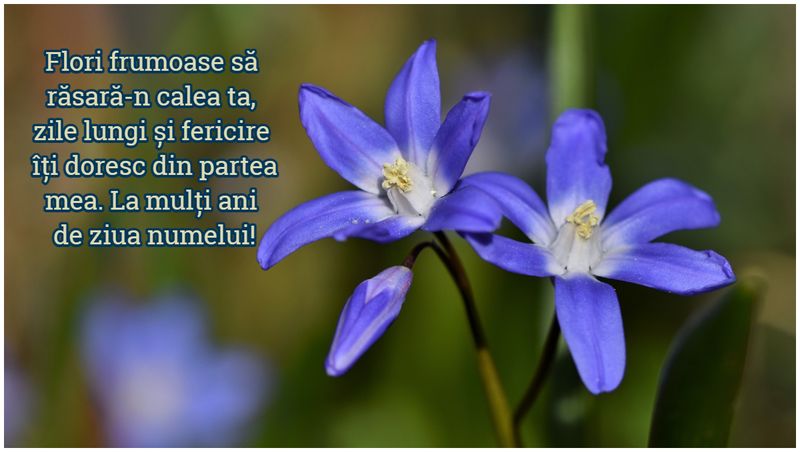 Mesaje de Florii 2023: Urări și felicitări cu La mulți ani Delia, Dalia și Daria!